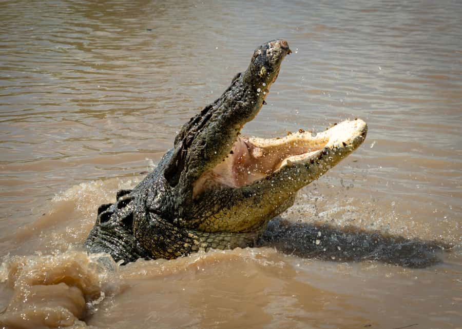 Darwin: Adelaide River Cruises, Jumping Crocodile Experience - Key points before you go