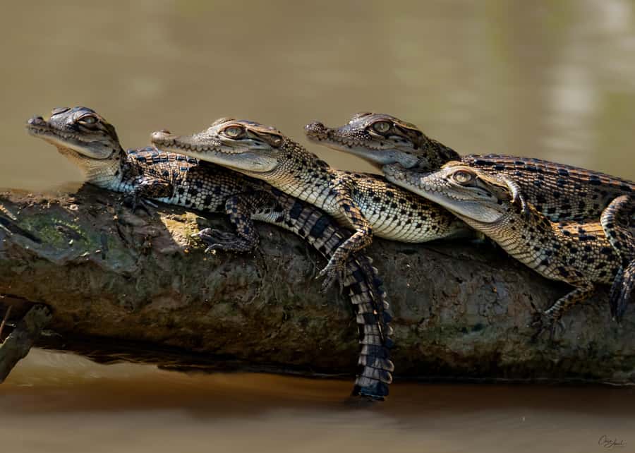 Darwin: Adelaide River Cruises, Jumping Crocodile Experience - Why this Darwin crocodile cruise feels different