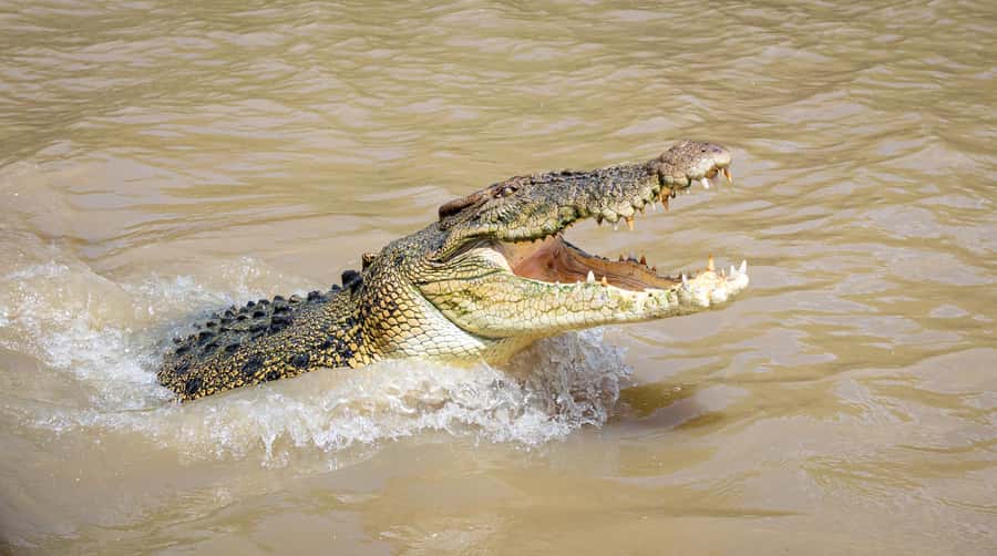 Darwin: Adelaide River Cruises, Jumping Crocodile Experience - Boarding the boat: what you do right away