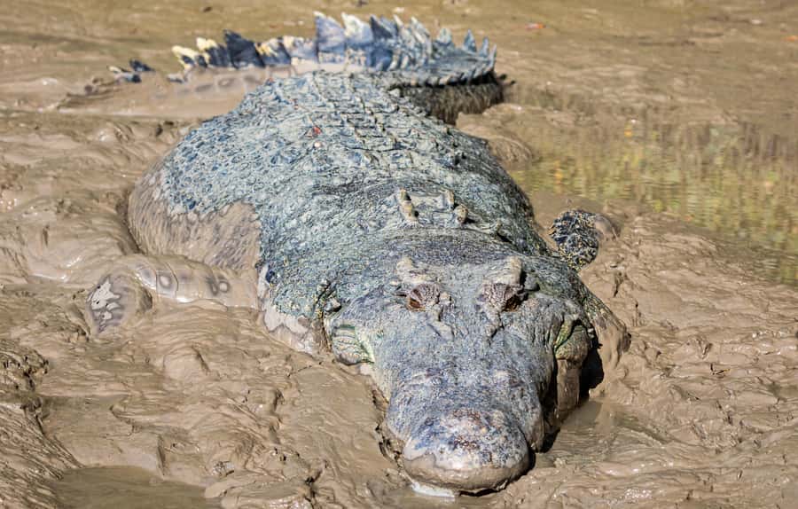 Darwin: Adelaide River Cruises, Jumping Crocodile Experience - The guides and what makes their commentary effective