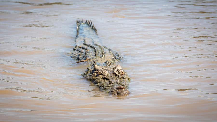 Darwin: Adelaide River Cruises, Jumping Crocodile Experience - Rules and comfort: what to plan for