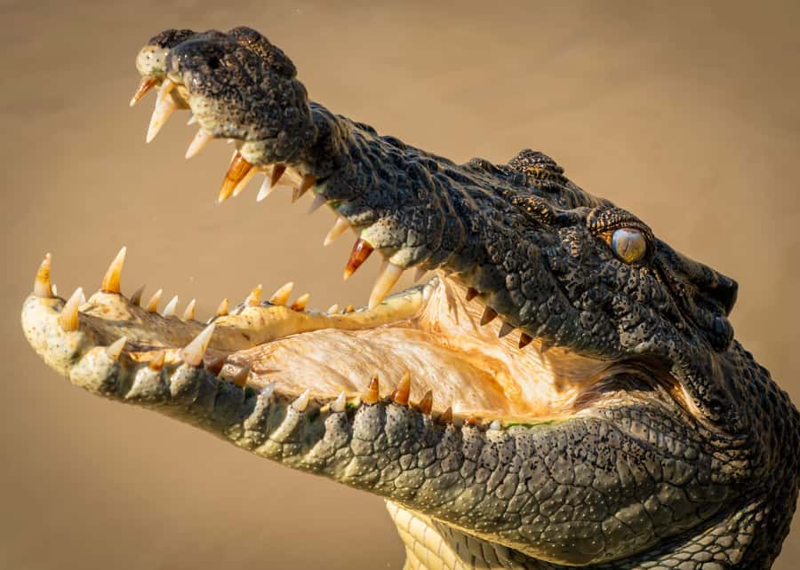 Darwin: Adelaide River Cruises, Jumping Crocodile Experience - Getting there, meeting point, and the “1 hour” reality