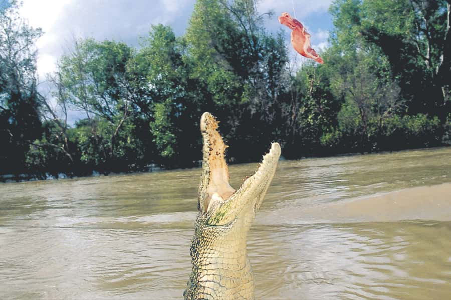 Darwin: Adelaide River Half-Day Jumping Crocs Cruise - Key Points at a Glance