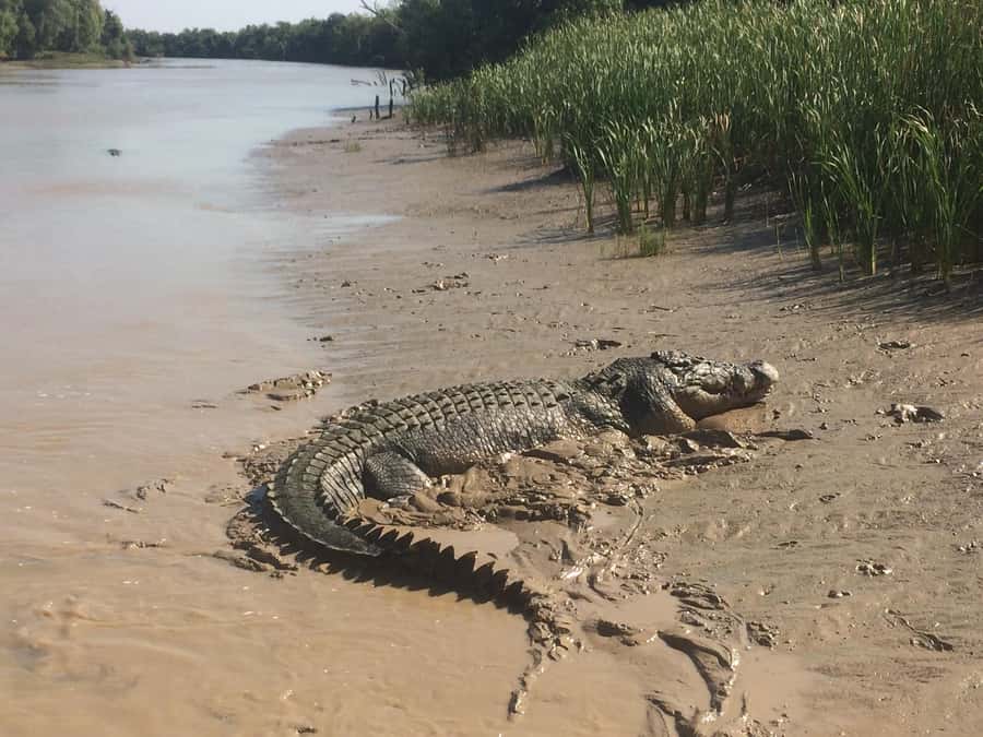 Darwin: Adelaide River Queen Original Jumping Crocodiles - Where the cruise actually happens: leaving 3220A Arnhem Hwy