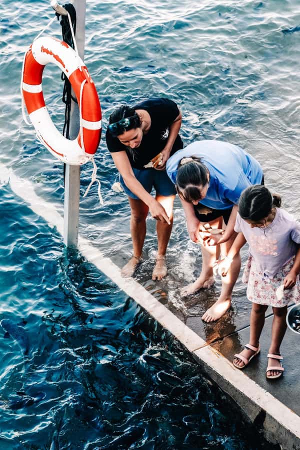 Darwin: Aquascene Fish Feeding Experience - Aquascene in Doctors Gully: why the fish-feeding feels so natural