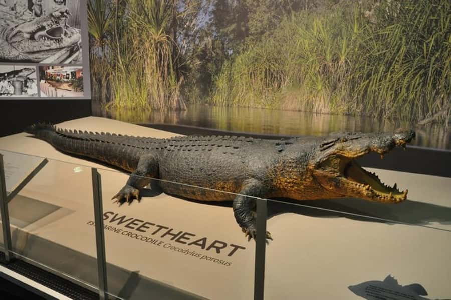 Darwin: City Explorer Bus Tour with Tour Tub - Botanic Gardens and the Museum and Art Gallery of the NT