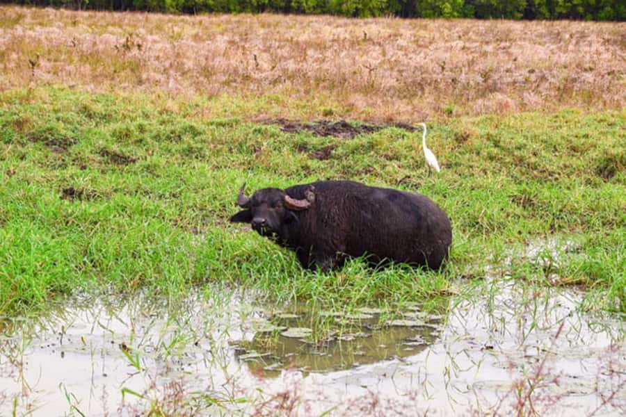 Darwin: Jumping Crocodile Adventure Cruise with Lunch - Croc Country in 4 Hours, What This Tour Really Delivers