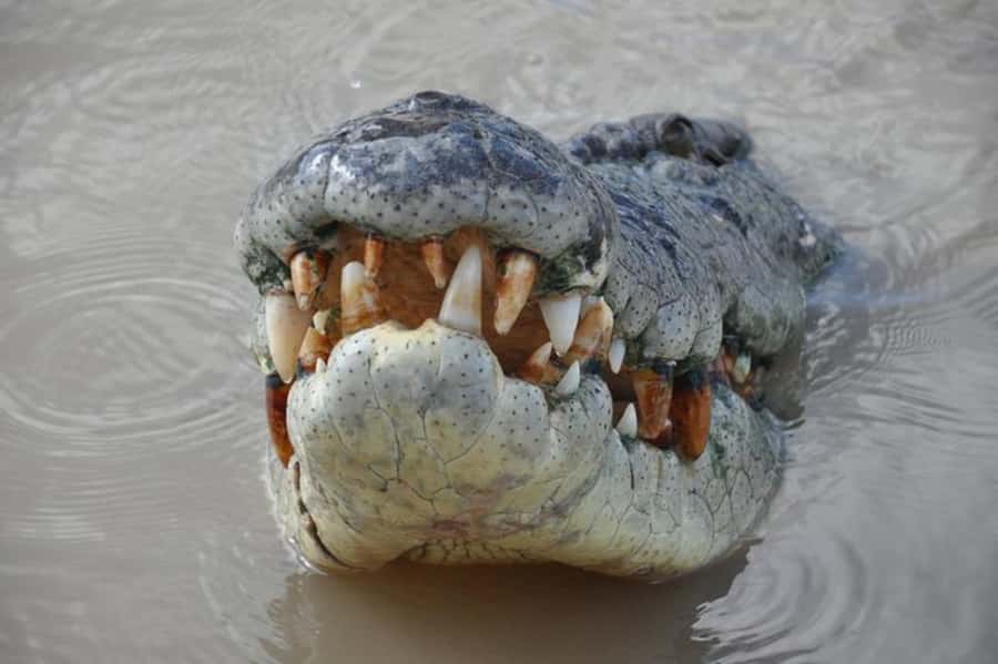 Darwin: Jumping Crocodile Adventure Cruise with Lunch - Adelaide River Crocodiles, What the Jumping Moment Looks Like