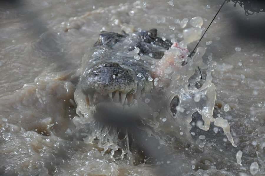 Darwin: Jumping Crocodile Adventure Cruise with Lunch - Price and Value at Around $138, Is It a Smart Use of Time?
