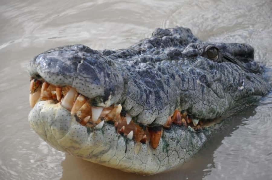 Darwin: Jumping Crocodile Adventure Cruise with Lunch - What to Bring, What Not to Bring, and Small Rules That Matter