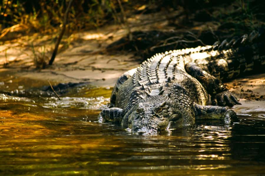 Darwin: Jumping Crocodile River Cruise with Shuttle Bus - Croc power on the Adelaide River, no cage or perspex