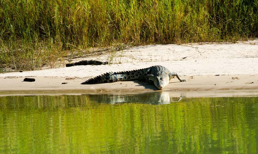 Darwin: Jumping Crocodile River Cruise with Shuttle Bus - What you will see: jumping action plus wetland life