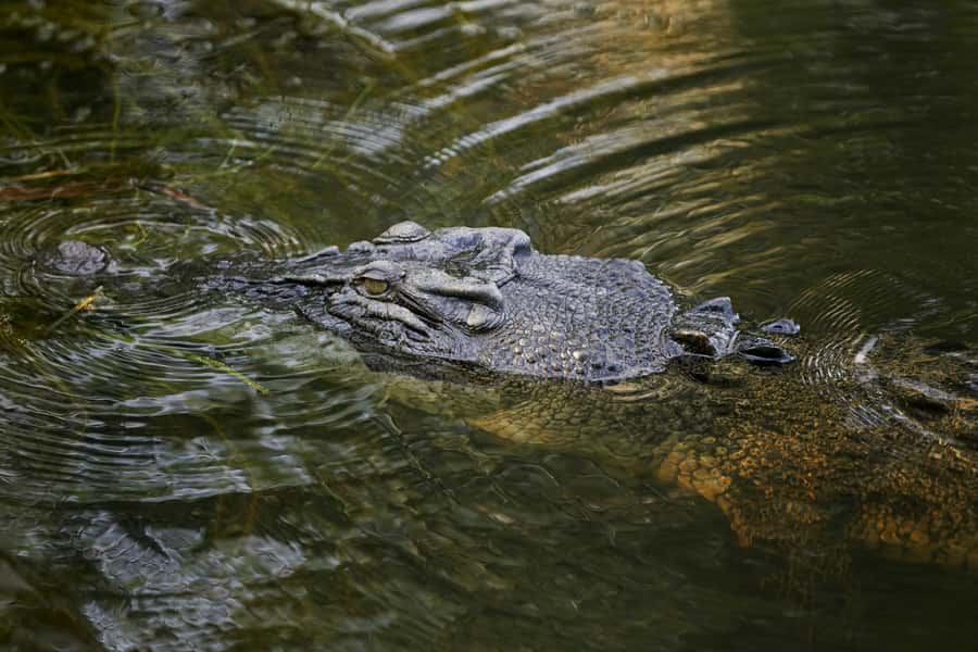 Darwin: Jumping Crocodile River Cruise with Shuttle Bus - Photo stops and free time: use it, do not waste it