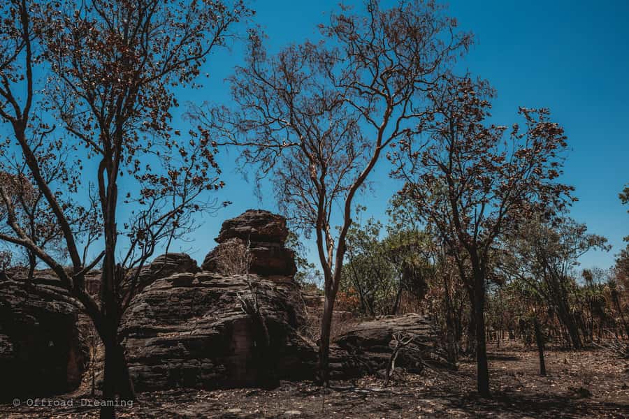 Darwin: Kakadu National Park Day Tour with Lunch - Price and value: what $240 actually covers
