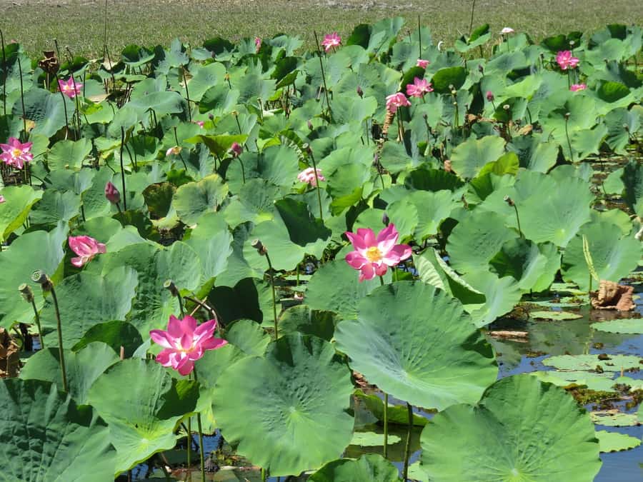Darwin: Kakadu National Park Day Trip - Who This Day Trip Is For, and Who Should Skip It