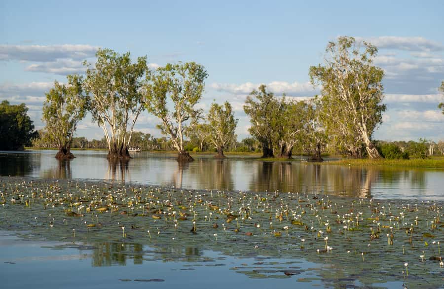 Darwin: Kakadu National Park Day Trip - Darwin to Kakadu: The Scenic Flight Over Rivers and Waterfalls