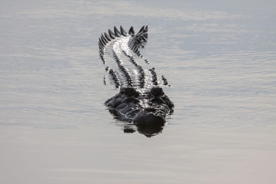 Darwin: Kakadu National Park Day Trip - Price and Logistics: Is This $636 Day Trip Good Value?