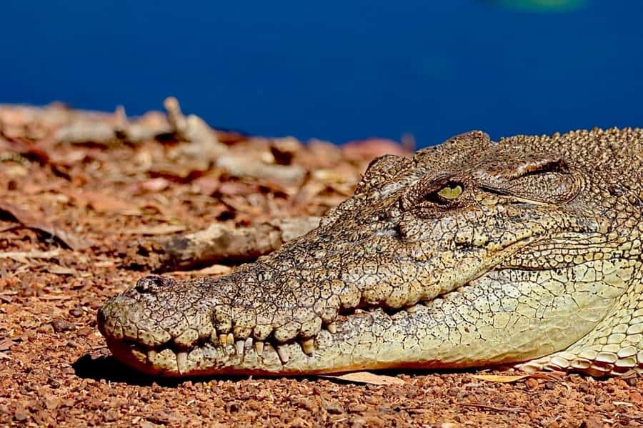 Darwin: Kakadu National Park & Wildlife Full Day Tour - Quick Hits