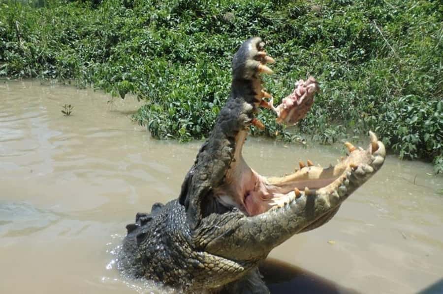 Darwin: Litchfield, Crocodile Cruise and Sunset Tour - Adelaide River Jumping Crocodile Cruise: the star attraction