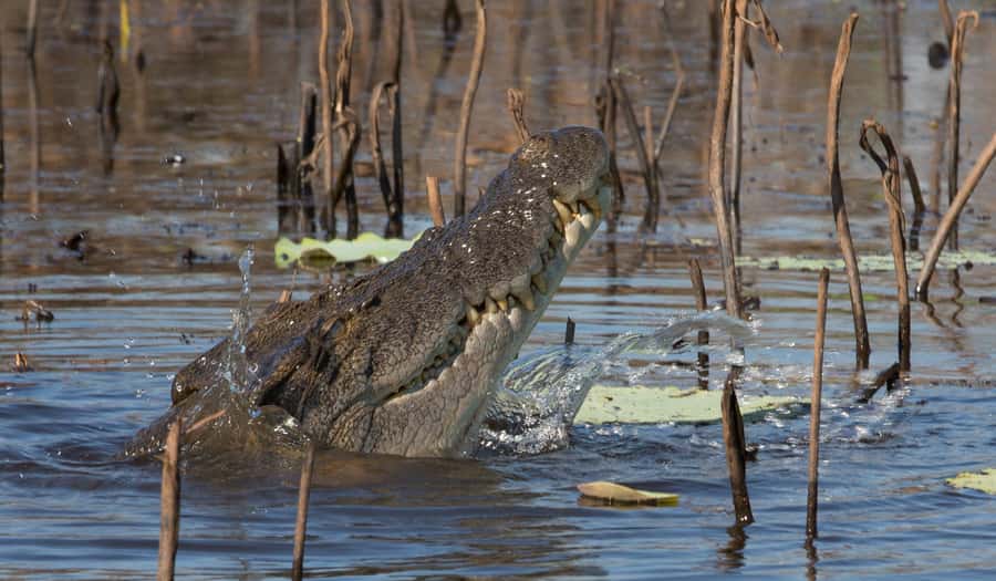Darwin: Mary River Wetlands Wildlife Cruise with Lunch - How the day flows: from Fogg Dam to Mary River crocs