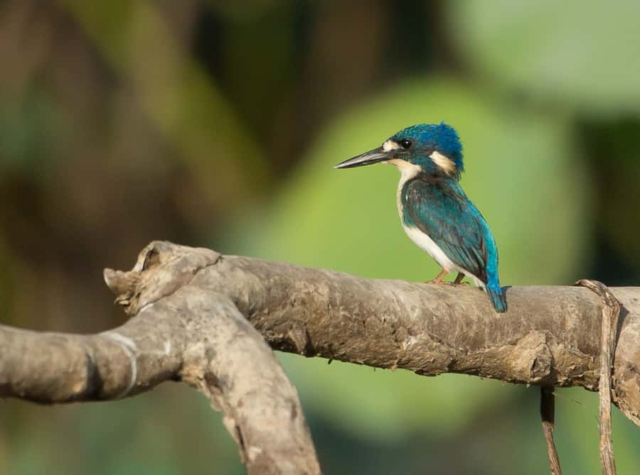 Darwin: Mary River Wetlands Wildlife Cruise with Lunch - What to bring for comfort, photos, and better spotting