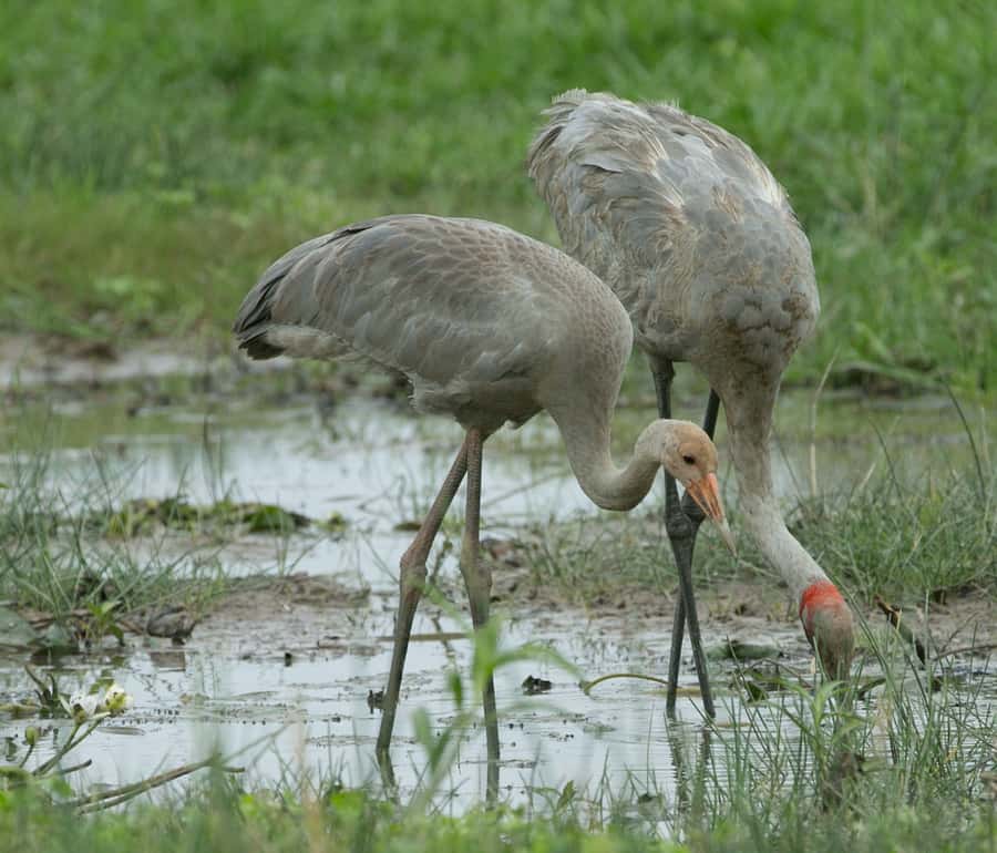 Darwin: Mary River Wetlands Wildlife Cruise with Lunch - Price and value: is $166 a fair deal?