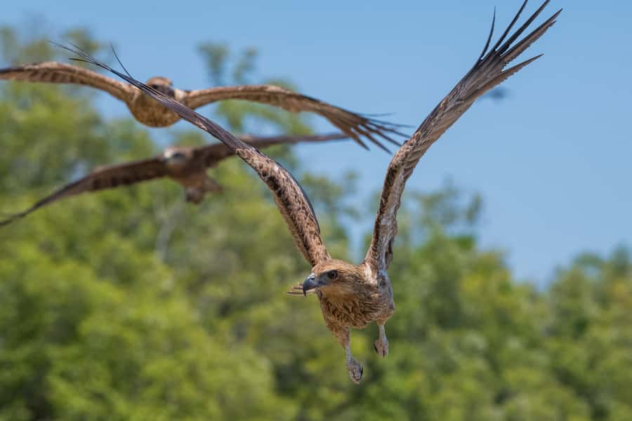 Darwin: Spectacular Jumping Crocodile Adelaide River Cruise - Key points before you go