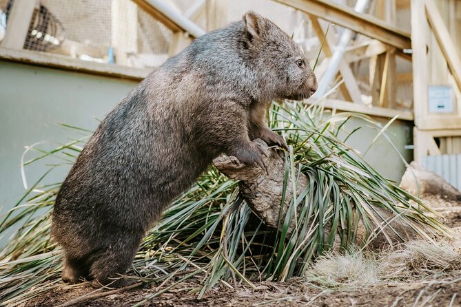Day Tour in Mt. Field, Mt. Wellington, Bonorong Wildlife Sanctuary and Richmond - Richmond Bridge and the Town of Richmond: History and Pie Energy