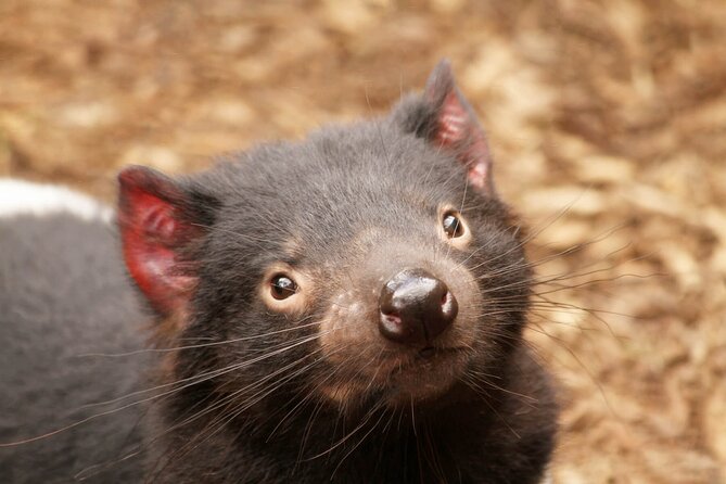 Day Tour in Mt. Field, Mt. Wellington, Bonorong Wildlife Sanctuary and Richmond - Guide Style Matters: Small-Group Pacing and Storytelling