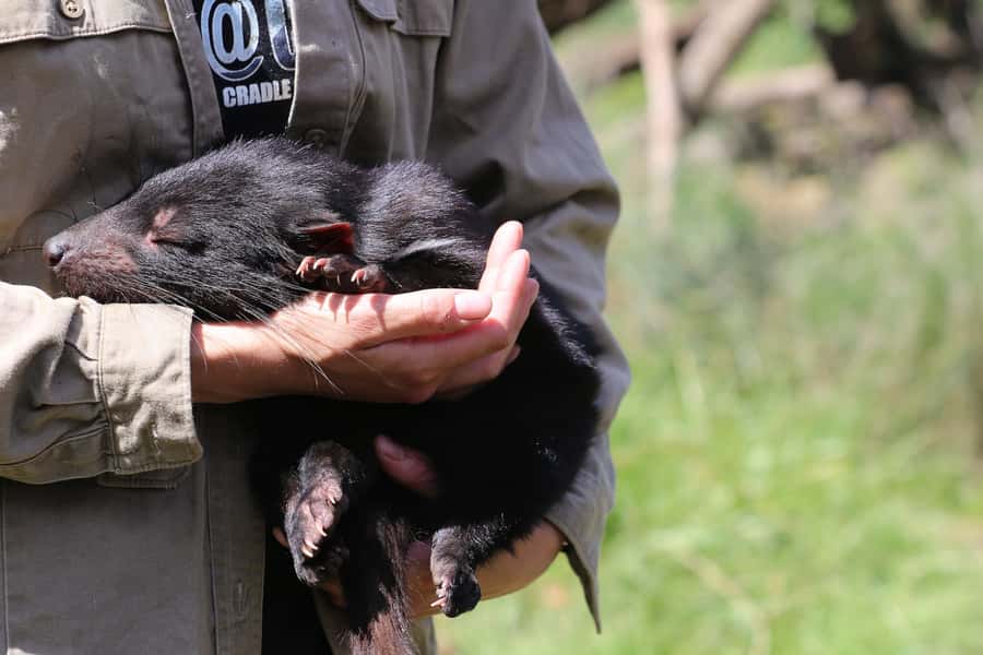 Devils at Cradle: Day Keeper Tour and Entry to Wildlife Park - Meet Tasmanian devils, plus quolls that share their world