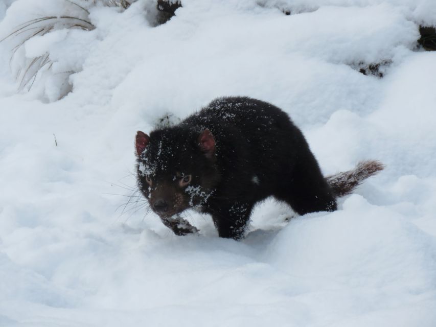 Devils at Cradle: Day Keeper Tour and Entry to Wildlife Park - What to wear and how to handle Tasmania weather