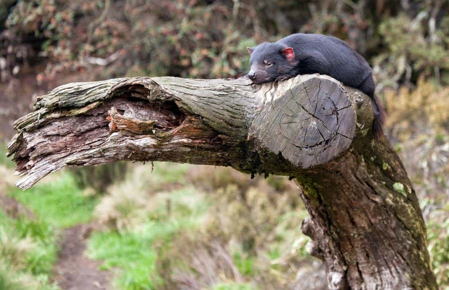 Devils at Cradle: Day Keeper Tour and Entry to Wildlife Park - Getting there: an easy add-on from Launceston