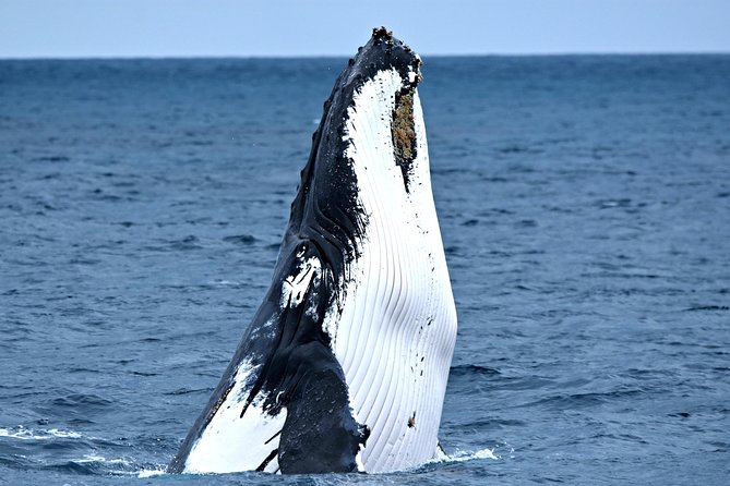 Discover Rottnest with Ferry & Bus Tour - The 90-minute coach loop: lighthouse, West End boardwalk, and wildlife clues