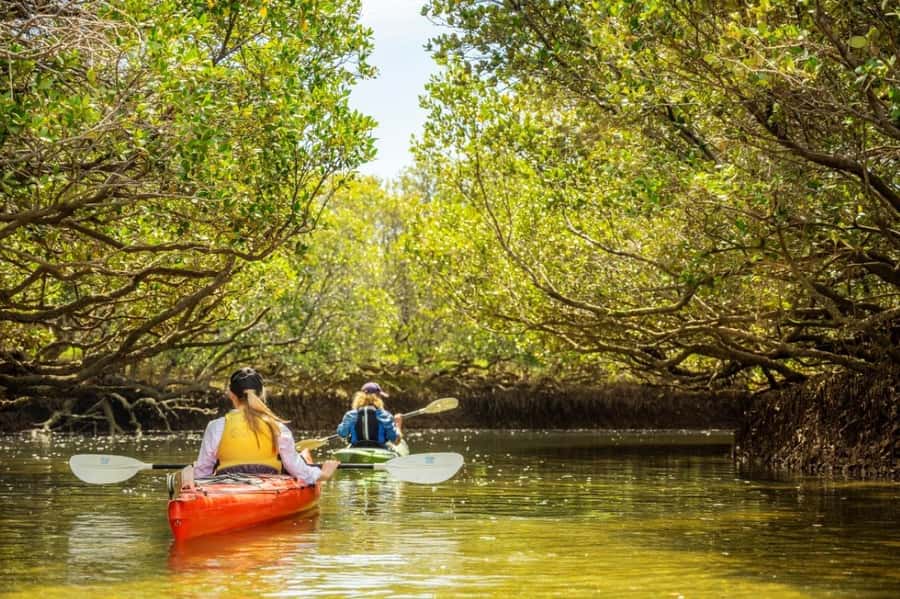 Dolphin Sanctuary and Ships Graveyard Kayak Tour - Key things to know before you paddle