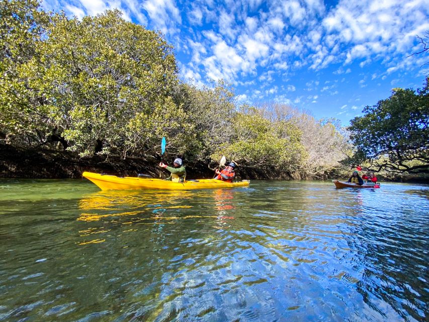 Dolphin Sanctuary and Ships Graveyard Kayak Tour - Should you book this Dolphin Sanctuary and Ships Graveyard kayak tour?
