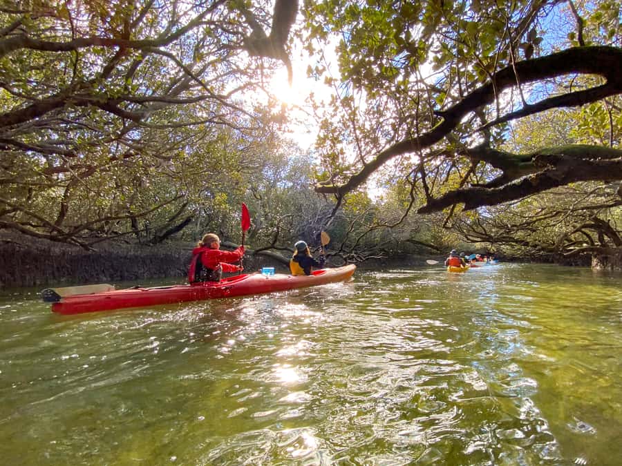 Dolphin Sanctuary and Ships Graveyard Kayak Tour - Dolphin Sanctuary and Ships Graveyard: What makes it special