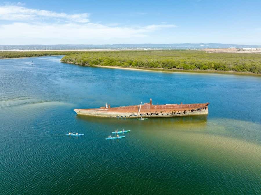 Dolphin Sanctuary and Ships Graveyard Kayak Tour - Dolphins and the reality of wildlife encounters