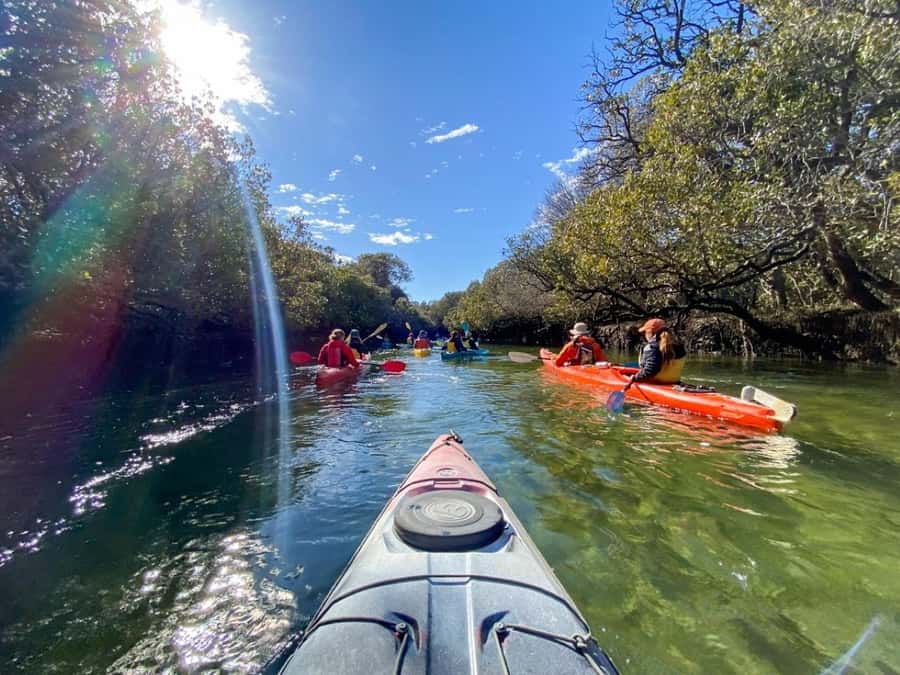 Dolphin Sanctuary and Ships Graveyard Kayak Tour - Price and value: what $55 buys you
