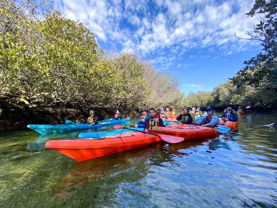 Dolphin Sanctuary and Ships Graveyard Kayak Tour - What to bring: wear for mangroves, sun, and sit-in kayaks