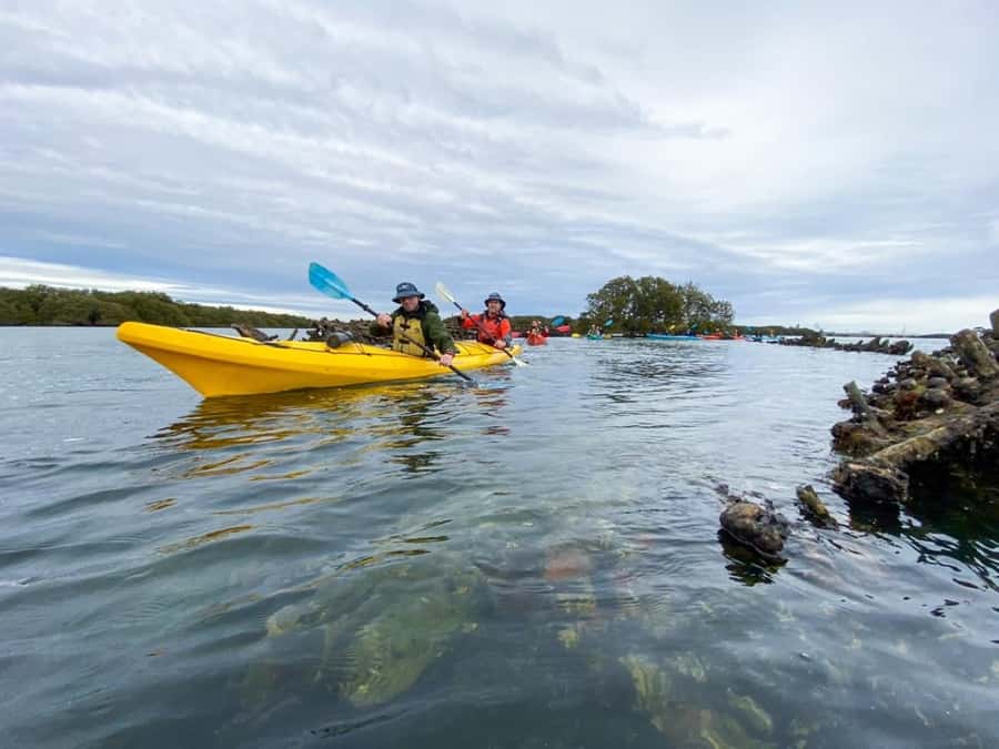 Dolphin Sanctuary and Ships Graveyard Kayak Tour - Who this tour fits best (and who should skip)