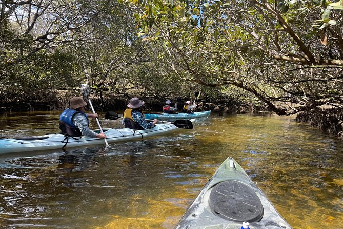 Dolphin Sanctuary Kayak Tour Adelaide - Key things to know before you go