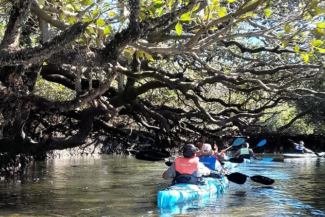 Dolphin Sanctuary Kayak Tour Adelaide - Life jackets, waterproof bags, and what you should bring