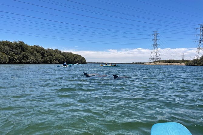 Dolphin Sanctuary Kayak Tour Adelaide - Price check: is $56.66 worth it?