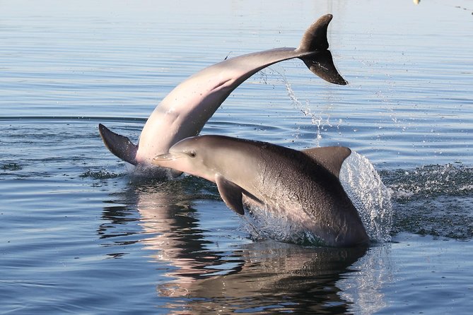 Dolphin Sanctuary Kayak Tour Adelaide - Who should book this kayak tour (and who should skip it)