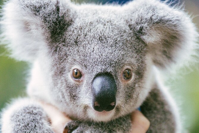Dreamworld Gold Coast 1-Day Pass – Thrills & Wildlife Encounters - WILD with Australian Geographic, koalas, kangaroos, crocodiles