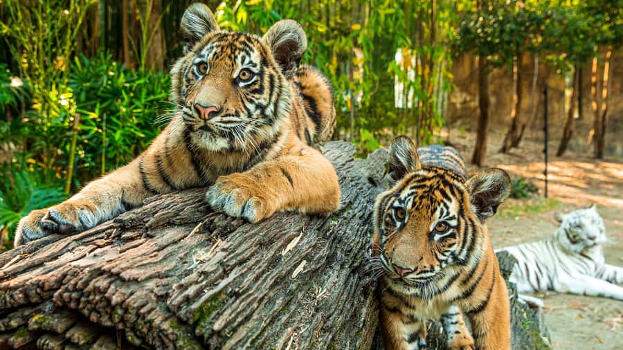 Dreamworld, WhiteWater World & SkyPoint 3-Day Ticket - A Smart 3-Day Plan You Can Copy