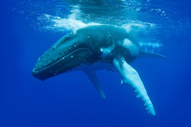 Dunsborough Whale Watching Eco Tour - Naturaliste Charters and the marine science edge