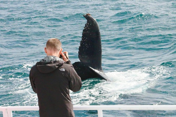 Dunsborough Whale Watching Eco Tour - Where to watch from: cabin, deck, and flybridge views