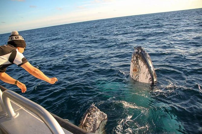 Dunsborough Whale Watching Eco Tour - What you might see, humpbacks to the rarer blue whales