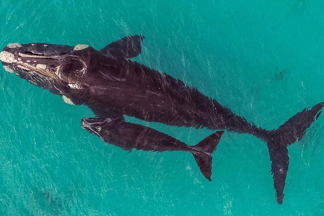 Dunsborough Whale Watching Eco Tour - Comfort, boat size, and how to handle motion on the water